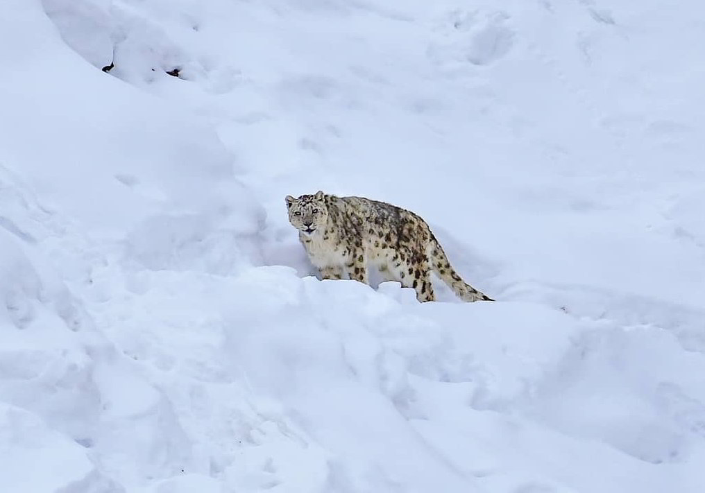 snow-lepard